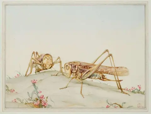 I copri e gli ovoidi spagnoli 1920