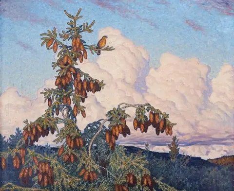 Sprechdrossel in Fichtendecke 1912