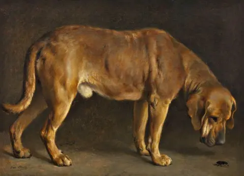 Ein Broholmer-Hund, der einen Hirschkäfer betrachtet