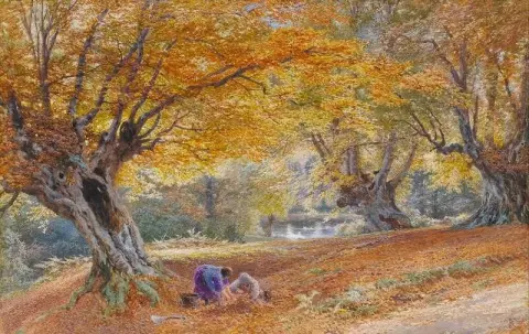 Burnham Beeches