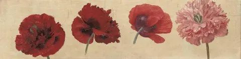 罂粟花，约 1912 年