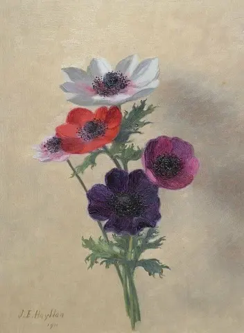 Anemones 1911