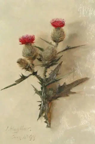 蓟的研究 1899