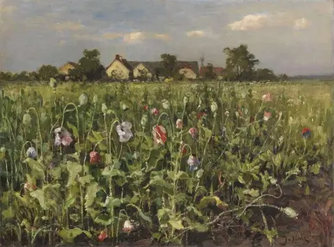 Bluhender Mohn 1905