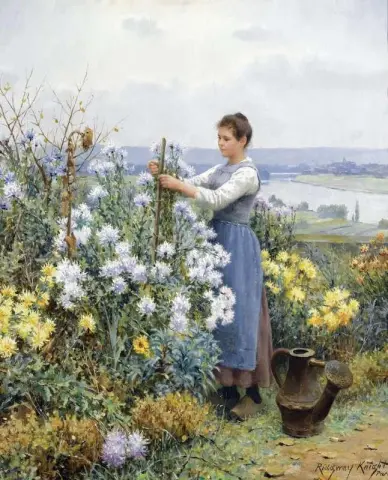 Krysantemum