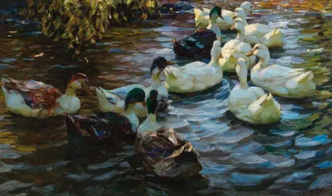 Patos em uma lagoa