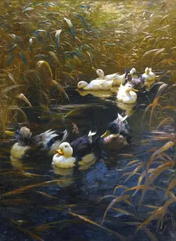 Patos no outono