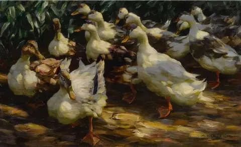 Patos à luz do sol