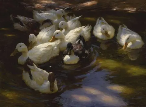 Patos ao sol da manhã