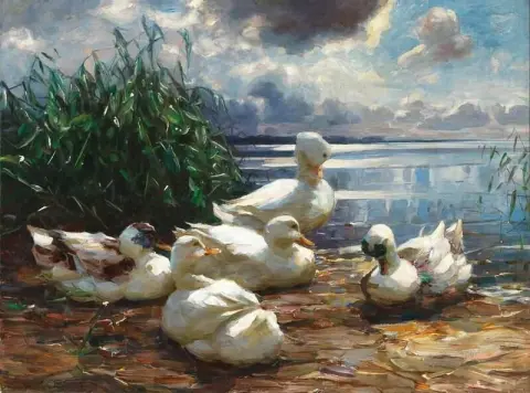 Patos no Lago Chiemsee em uma tempestade iminente