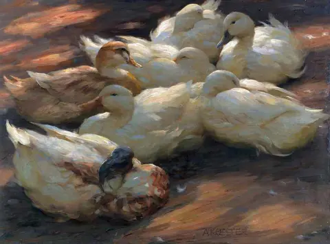 Patos no chão