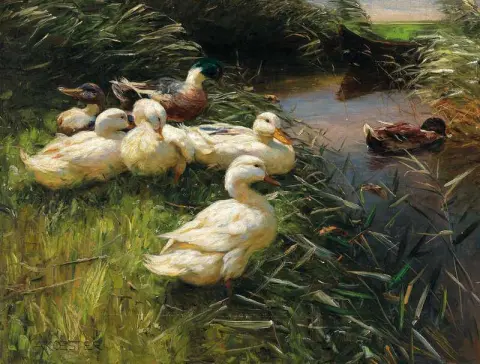 Patos à beira do lago em juncos com um barco