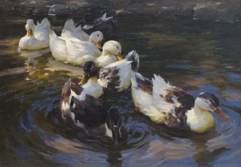 Enten em Blue Wasse