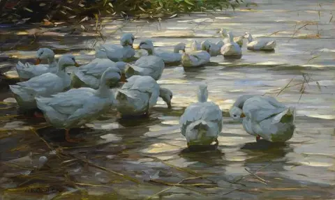 Enten In Flachem Schilfwasser