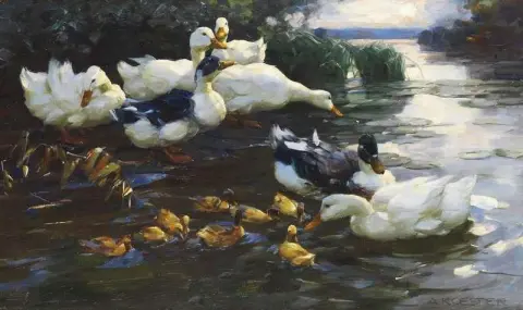Enten Mit Kuken Im Wasser Ca. 1915-20