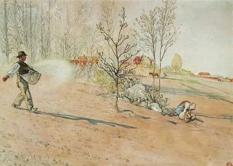 播种时间约 1905 年