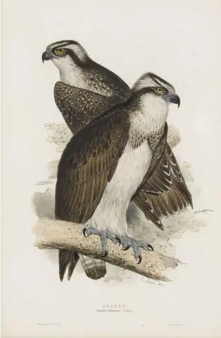 Fiskeørn 1832-37