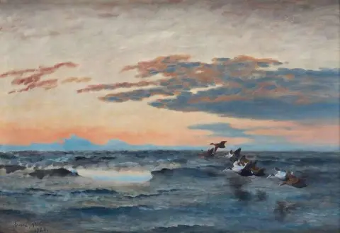 Common Eiders
