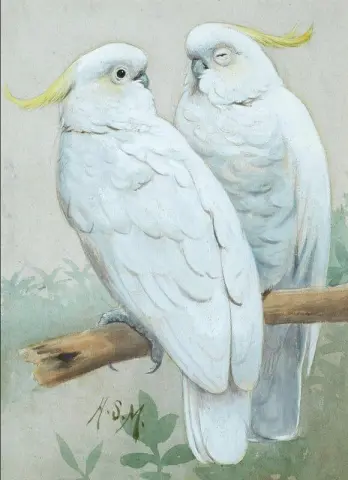 Sulphur-crested Cockatoos