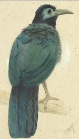 Sumatran Fruit Eating Cuckoo