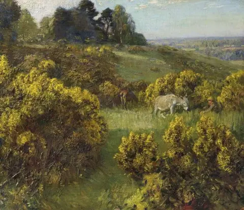 林兰山金雀花 1910