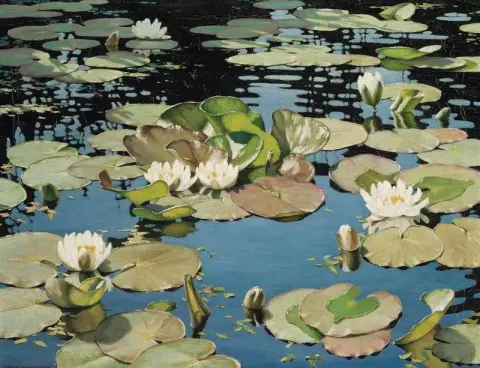 Water Lilies