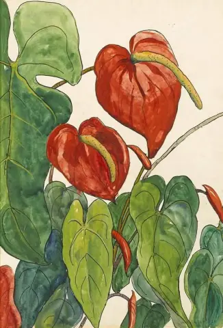 Anturios rojos