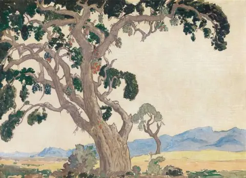 Wilde Vye Boom nær Louis Trichardt