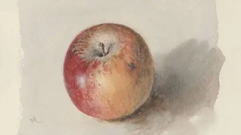 Blenheim Orange Apple noin 1873