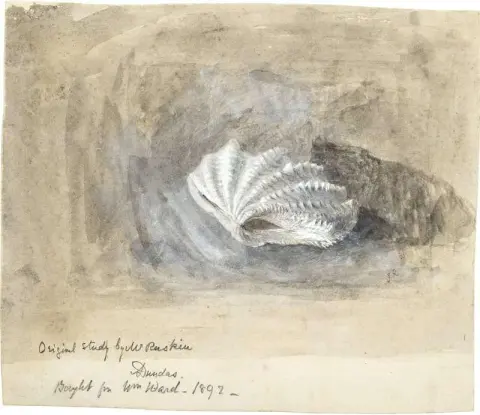 Study Of A Shell noin 1870