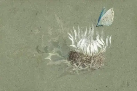 Tutkimus alppiohdakkeesta Amanda S Blue Butterfly -perhosen kanssa
