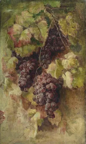 斯蒂勒本米特特劳本加利福尼亚州 1880-82