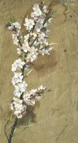 En studie av Apple Blossom
