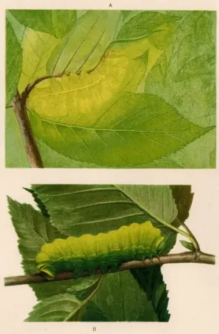 月神毛毛虫 1909