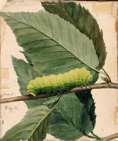 月球毛毛虫 B 1909