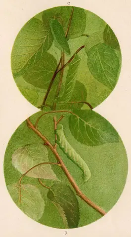 狮身人面像毛毛虫 1909