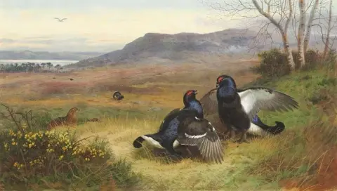 Blackcock 在 Lek 展示 1901