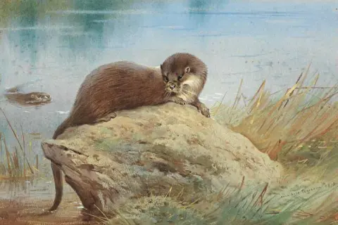 银行边的水獭 1918