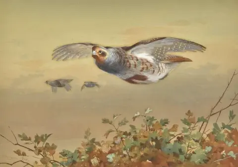 鹧鸪飞翔 1907
