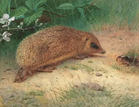 刺猬 1903