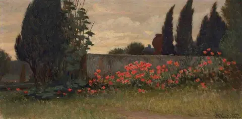 Poppies