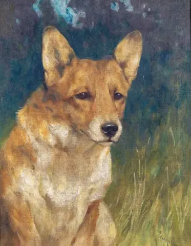 Walesin corgi