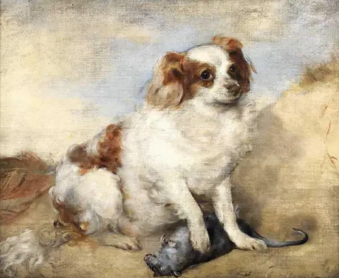 Uno Spaniel Con Un Topo