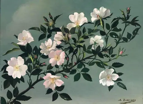 White Roses