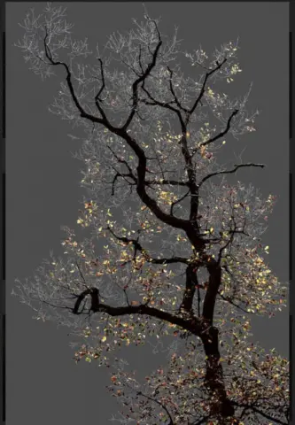 "N 17 Dark Trees Series"
