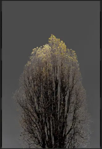 "N 22 Dark Trees Series"