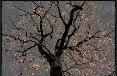 "N 25 Dark Trees Series"
