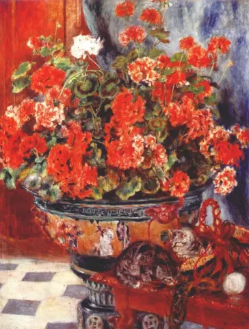 Pelargonier og katter
