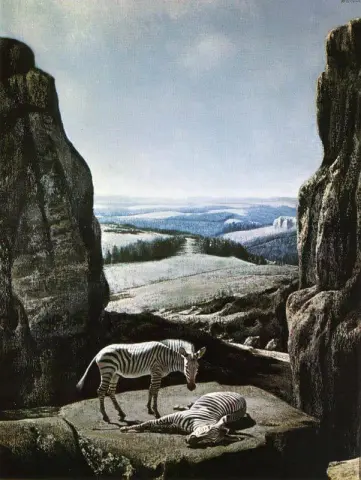 Zebra S In Black Rotskloof 1959